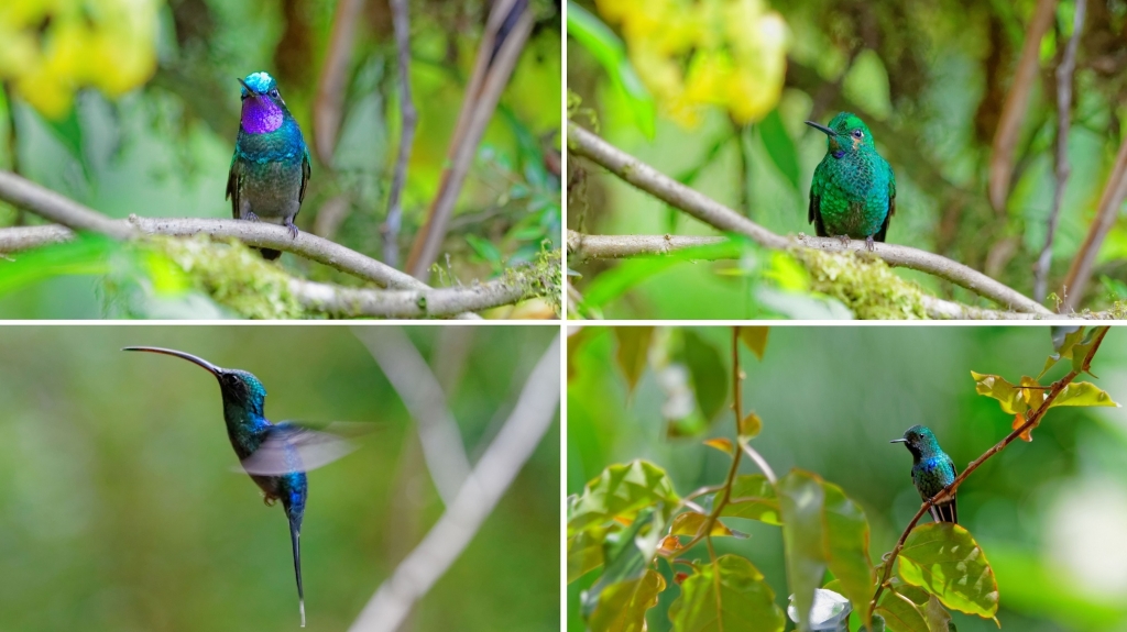 01 - Volcan Poas (31) Colibri.jpg
